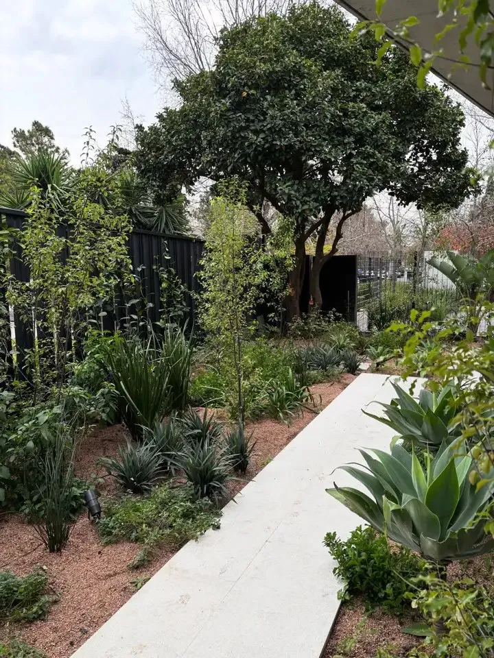 Camino de losas claras entre canteros de grava rojiza con agaves, gramíneas y un árbol grande al fondo