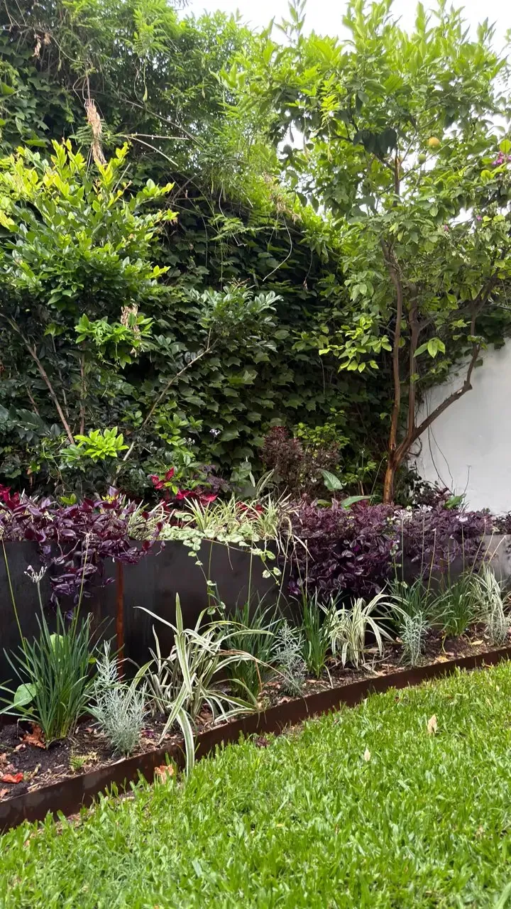 Cantero con borde de acero junto al césped, con follajes violetas, plateados y rayados delante de una pared verde