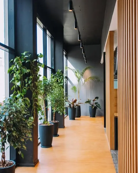 Pasillo de oficina con piso de madera y ventanales, con macetas negras de ficus, potus, palmeras y otras plantas de interior