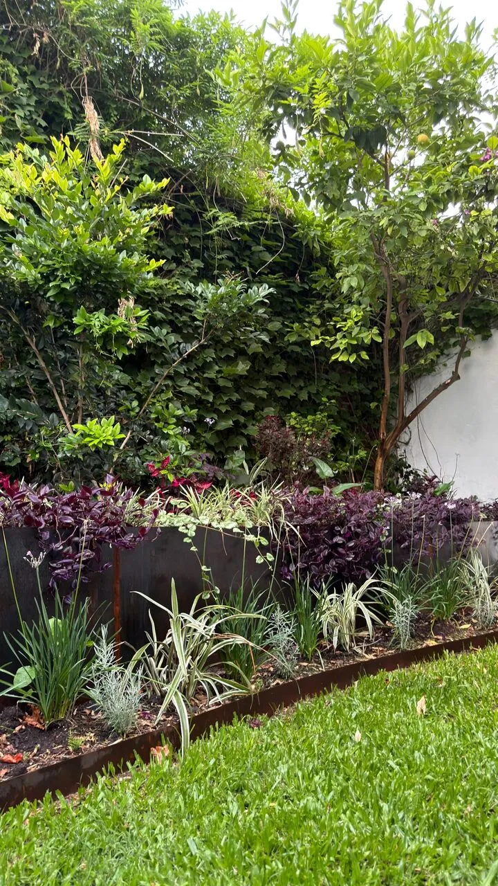 Cantero con borde de acero frente al césped, con follajes violetas, gramíneas rayadas y plantas plateadas bajo un limonero y un muro de enredadera